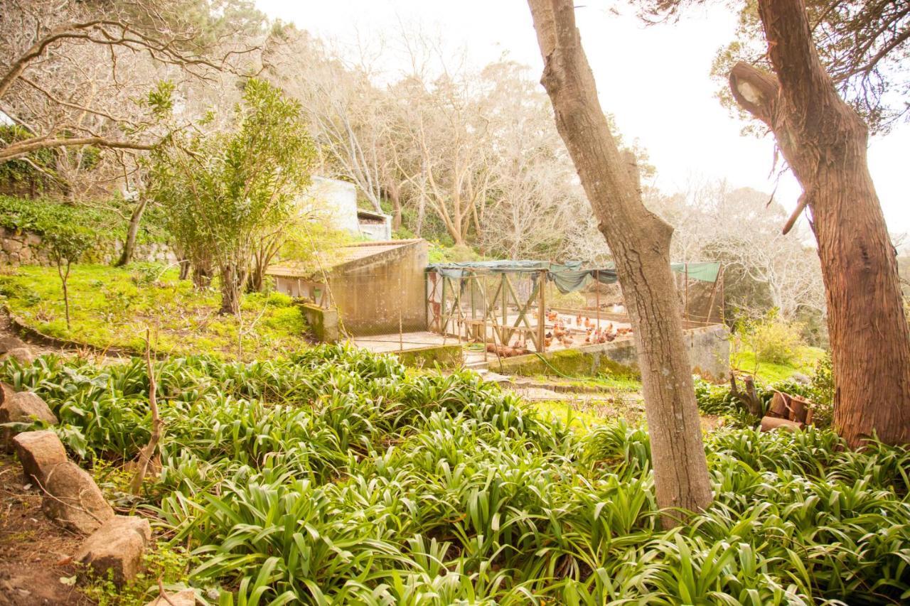 Almaa Sintra Hostel Εξωτερικό φωτογραφία